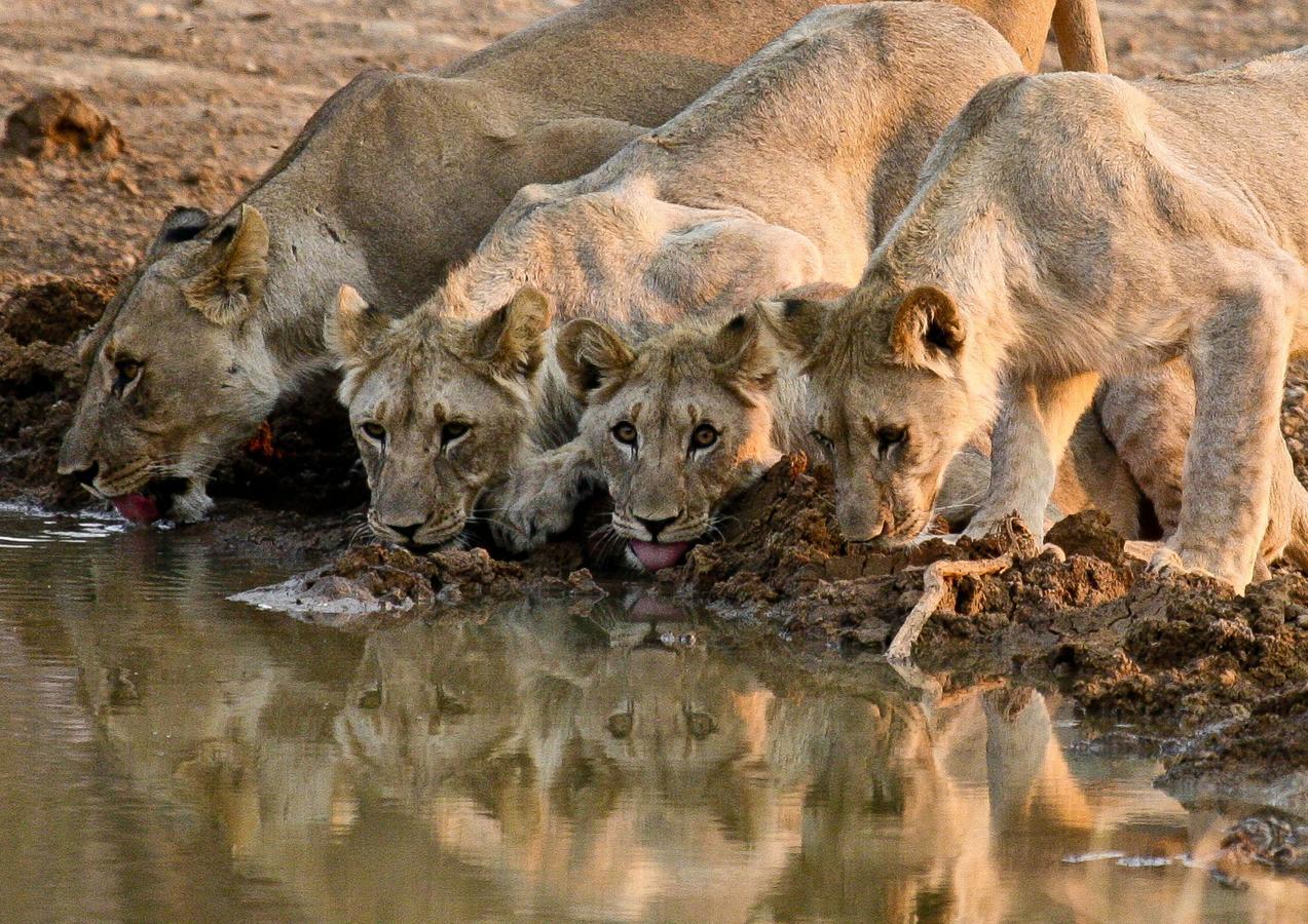 Pilanesberg Private Lodge ภายนอก รูปภาพ