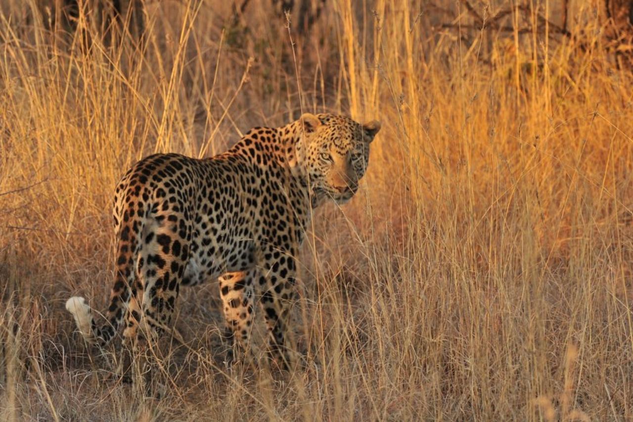 Pilanesberg Private Lodge ภายนอก รูปภาพ